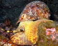 Triton snail La Palma Canary Islands