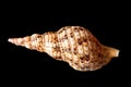 Triton Trumpet Seashell. Pacific Triton Royalty Free Stock Photo