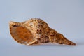 Triton Trumpet Shell. Pacific Triton. Charonia Tritonis L Royalty Free Stock Photo