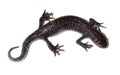 Triturus cristatus, Great Crested Newt