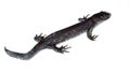 Triturus cristatus, Great Crested Newt Royalty Free Stock Photo