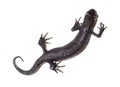 Triturus cristatus, Great Crested Newt Royalty Free Stock Photo