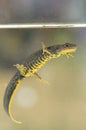 Triturus cristatus Royalty Free Stock Photo