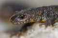 Triturus Dobrogicus,The Danube crested newt