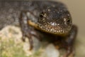 Triturus Dobrogicus,The Danube crested newt