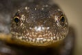 Triturus Dobrogicus,The Danube crested newt