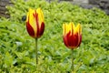 Triumph of Ravana Tulip in Botanical Garden of Canada Burlington