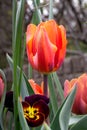 Tulip Hermitage and pansy cool wave fire in the garden in spring