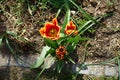 Triumph tulip \'Kees Nelis\' yellow-red blooms in the garden in spring. Berlin, Germany