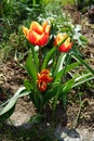 Triumph tulip \'Kees Nelis\' yellow-red blooms in the garden in spring. Berlin, Germany