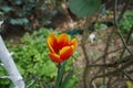 Triumph tulip \'Kees Nelis\' yellow-red blooms in the garden in spring. Berlin, Germany