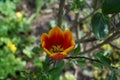 Triumph tulip \'Kees Nelis\' yellow-red blooms in the garden in spring. Berlin, Germany