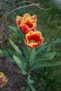 Triumph tulip \'Kees Nelis\' yellow-red blooms in the garden in spring. Berlin, Germany