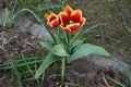 Triumph tulip \'Kees Nelis\' yellow-red blooms in the garden in spring. Berlin, Germany