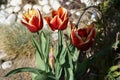 Triumph tulip \'Kees Nelis\' yellow-red blooms in the garden in spring. Berlin, Germany