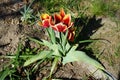 Triumph tulip \'Kees Nelis\' yellow-red blooms in the garden in spring. Berlin, Germany