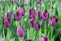 Triumph Tulip 'Paul Scherer' Royalty Free Stock Photo