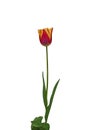 Triumph tulip Royalty Free Stock Photo