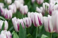 Triumph tulip Tulipa Flaming flag, ivory white flowers with lavender flames