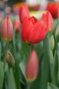 Triumph tulip Tulipa L`Amitie deep red flowers