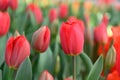 Triumph tulip Tulipa L`Amitie field of deep red flowers