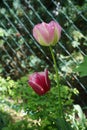 Triumph tulips in the garden in May. Berlin, Germany