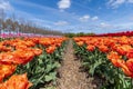 double fringed tulips Orange Passion