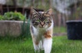 Triumphant arrival of a domestic cat to our garden. Magical and noble look by kitten. colourful body and white, grey and black Royalty Free Stock Photo