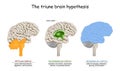 Triune brain hypothesis. theory about evolution of human`s brain Royalty Free Stock Photo