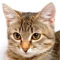 Trnquil kitten. Royalty Free Stock Photo