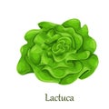 Trocadero lettuce salad, lactuca sativa