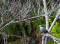 Trocazduif, Trocaz Pigeon, Columba trocaz