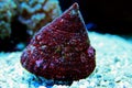 Trochus snail saltwater aquarium invertebrate