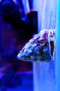 Trochus snail saltwater aquarium invertebrate