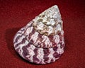 Trochus Maculatus Seashell on Red Sand Royalty Free Stock Photo