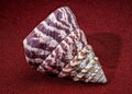 Trochus Maculatus Seashell on Red Sand Royalty Free Stock Photo