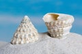 Trochus seashell on beach