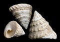 Trochus seashell Royalty Free Stock Photo