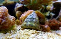 Trochus snail saltwater aquarium invertebrate