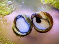 trochus snails eating algae on the glass of an reef aquarium Royalty Free Stock Photo
