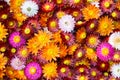 Straw flowers on a tablett