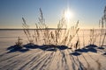 Gras im Schnee