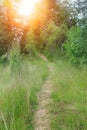 Trodden path on the slope of the forested mountain Royalty Free Stock Photo