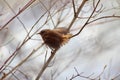 Troglodytes troglodytes Winter Wren  one spring day Royalty Free Stock Photo