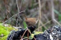 Troglodytes troglodytes Winter wren On the stone