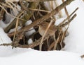 Troglodytes (wren) on a dry branch in winter.