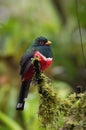 Trogon personatus or Masked trogon