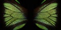 Trogonoptera brookiana - Rajah Brooke Birdwings- tropical buttelfly