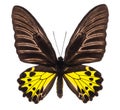 Troides Helena birdwing tropical butterfly isolated