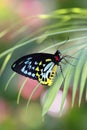 Troides helena Butterfly